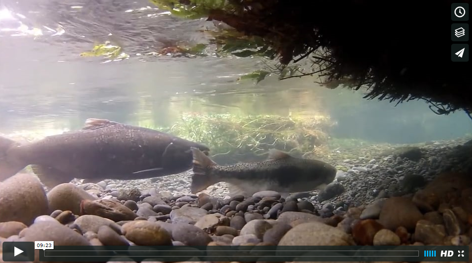 Natural origin salmon greatly contribute to fishery