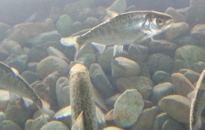 Feather River flow cranked up for young salmon