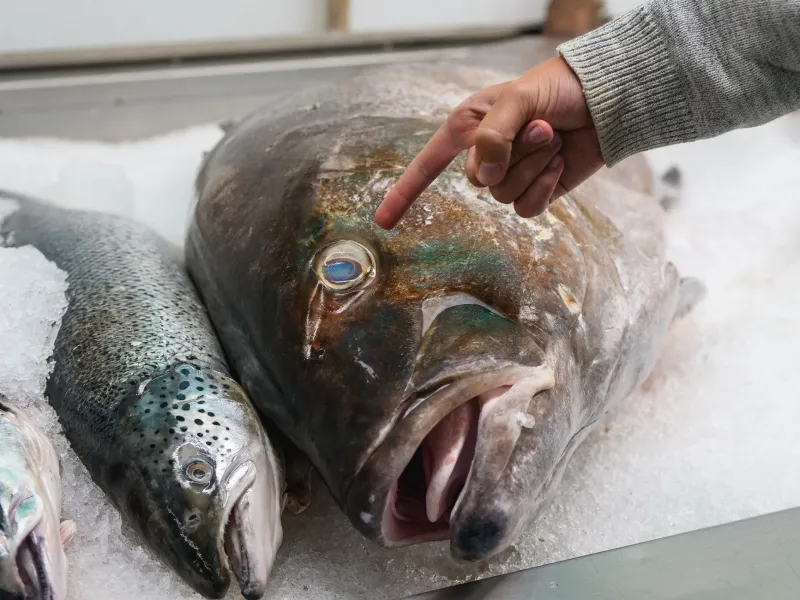 The Hidden Invoice: What Farmed Salmon Actually Costs When the Environmental Bill Comes Due