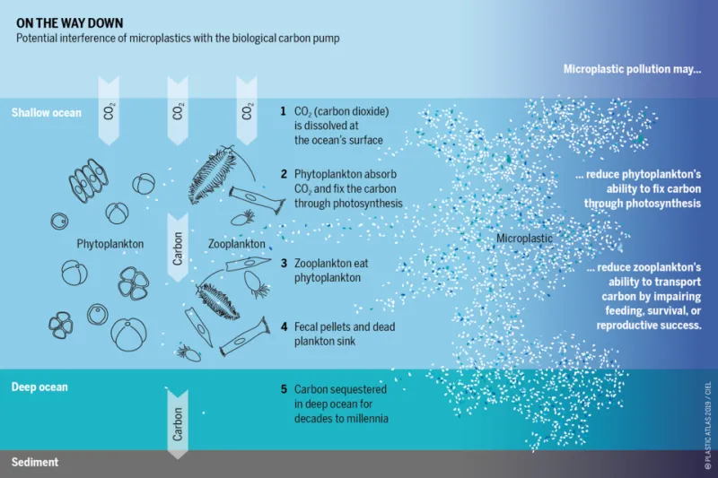 What's Really Swimming in Your Salmon: A Consumer's Guide to Microplastic Contamination