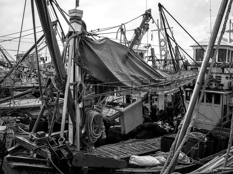 More Fish on American Plates, Less Wild Salmon in American Carts: Unpacking a Growing Contradiction
