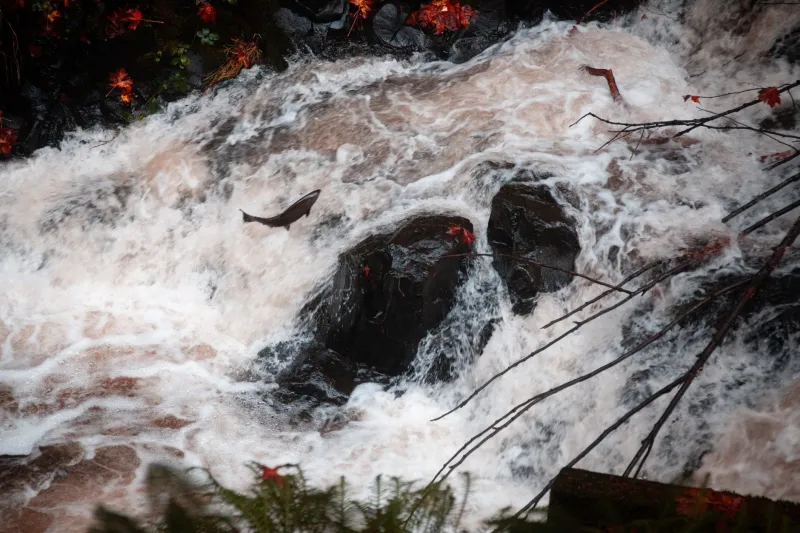 Against Year-Round Availability: What Salmon's Spawning Clock Tells Us About Better Fish and Healthier Rivers