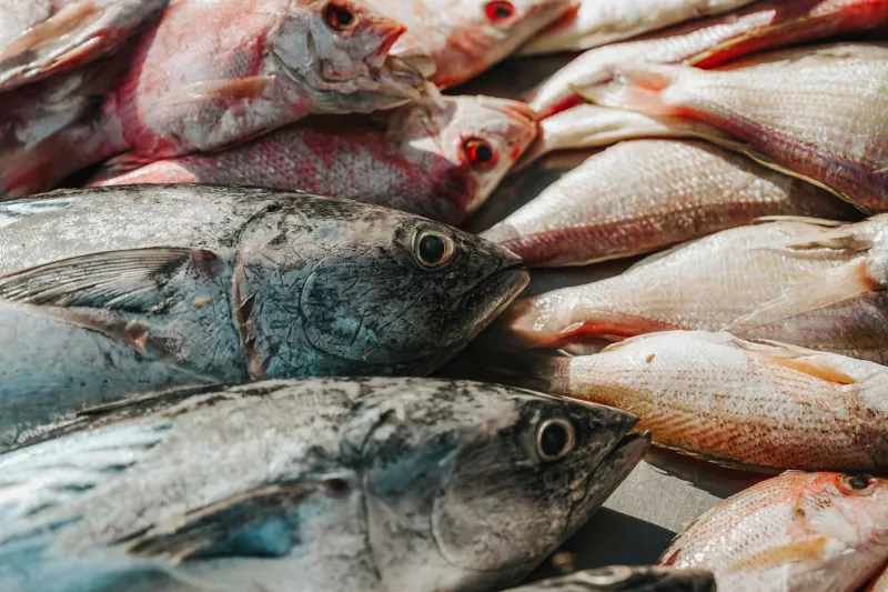 Good Fish, Lower Price Tags: Unpacking the Unexpected Economics of Wild Salmon in 2025